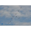 Rollout PC-24 043