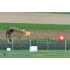 AIR14--000251 Kopie