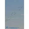 AIR14--003910 Kopie 1