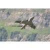 Mollis 2010-041
