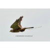 Luzernfest 2011-004