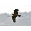 Meiringen 110426-001