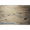 Boardstock 2013-001