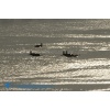 Boardstock 2013-008