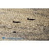 Boardstock 2013-021