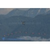 Rapperswil 150808-018 Kopie