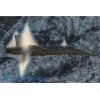 Axalp 2017-016